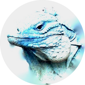 Blue Iguana 