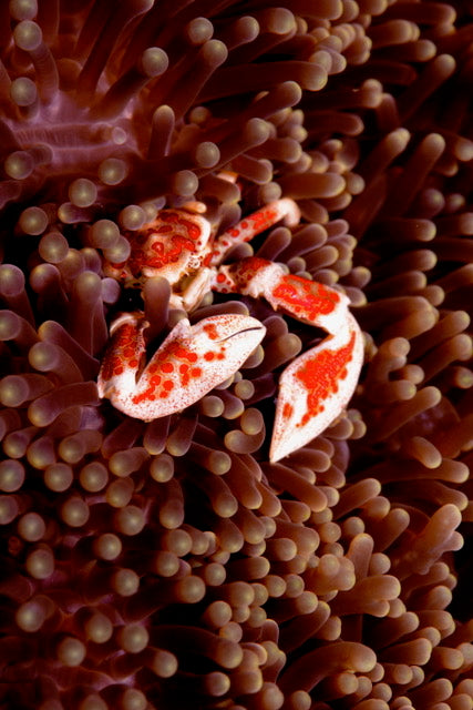 Anemone Crab Print - BENEATH THE SURFACE